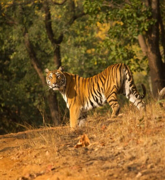 Safari in Madhai | Madhai Riverside Lodge