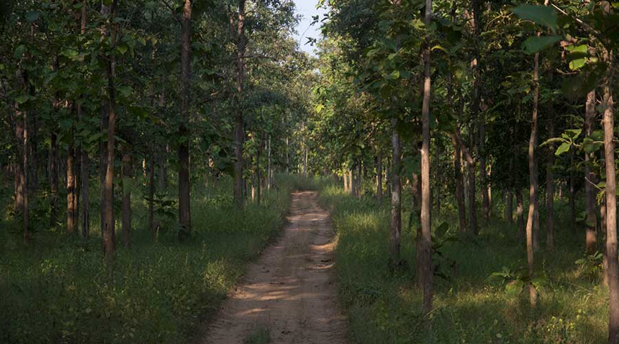 Safari in Satpura Tiger Reserve from Madhai