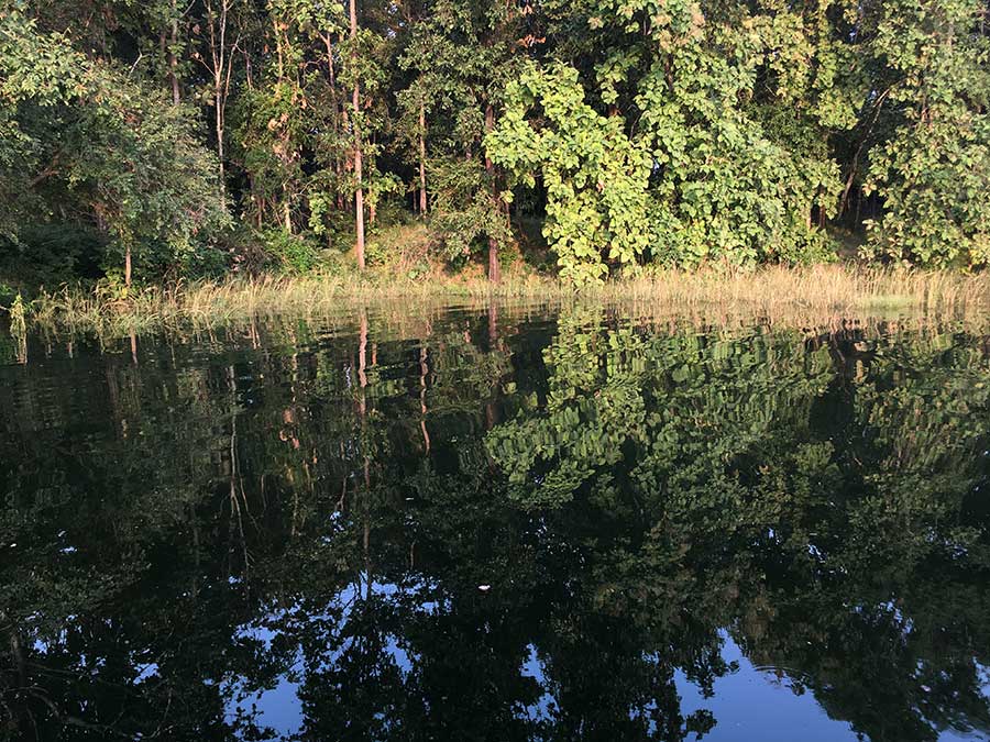 Diverse Flora and vegetation of Satpura National Park | Madhai Riverside Lodge