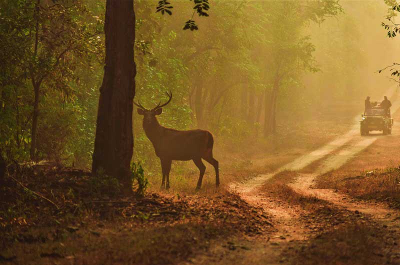 Barasingha | Spotted in Satpura Tiger Reserve | Madhai Riverside Lodge
