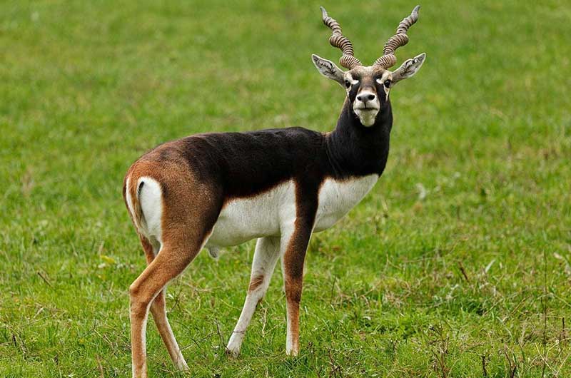 Blackbuck | Spotted in Madhai | Satpura National Park