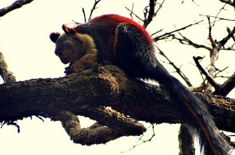 Flying Squirrel | Spotted in Madhai, Satpura National Park