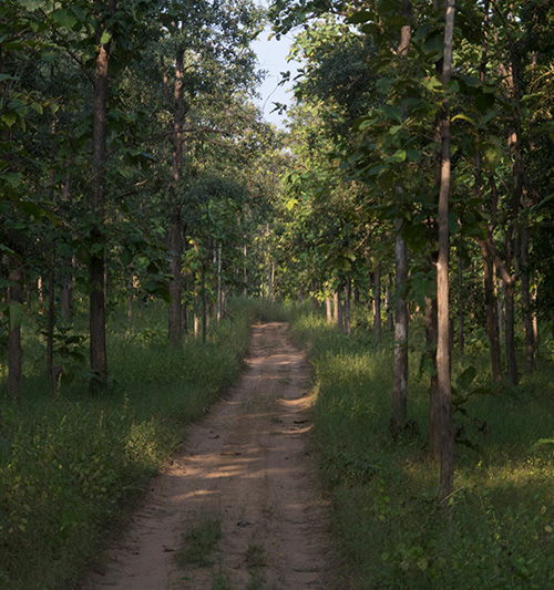 Safari in Satpura Tiger Reserve from Madhai